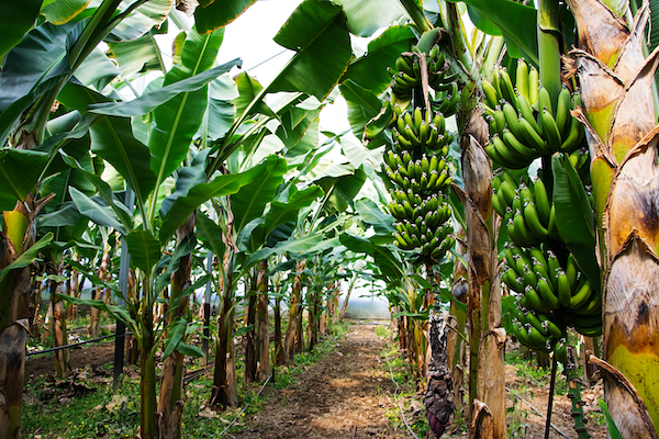 Latin American unions write to major retailers to express concern about Rainforest Alliance certification - Vimarsana News