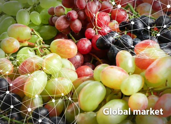 Fresh Organic Green Globe Grapes Fruit Fresh Price Shine Muscat