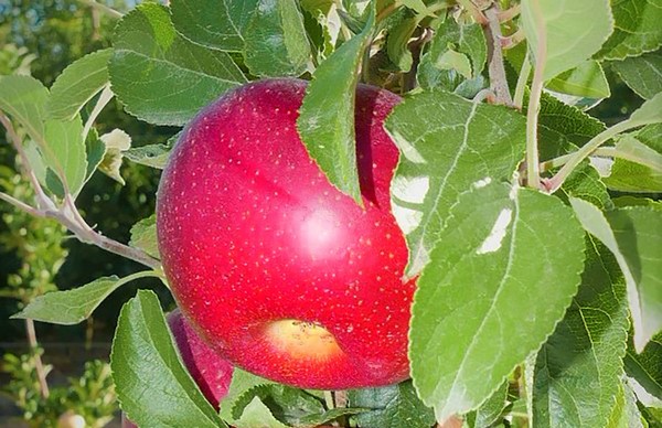 Red "Hot" apple continues to impress - Vimarsana News