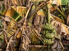 Biodegradable packaging from banana plant waste - Vimarsana News