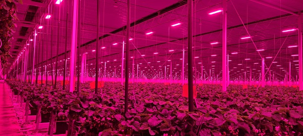 Premium Dutch strawberry ready for Christmas - Vimarsana News