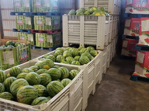 Watermelons see mediocre demand in offseason - Vimarsana News
