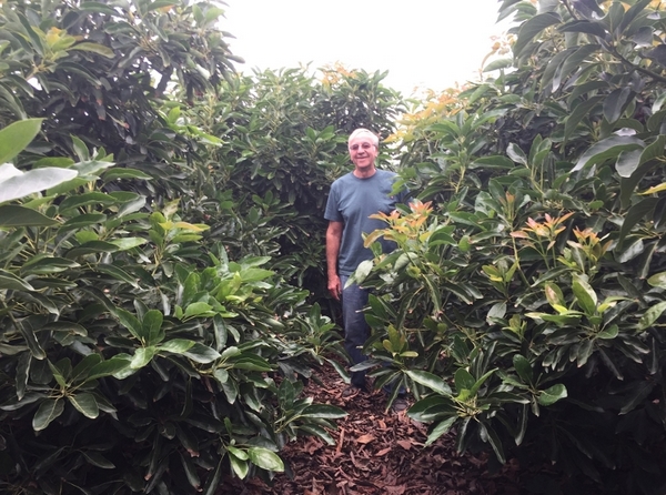 New avocado study outlines costs and returns of high-density plantings - Vimarsana News