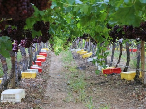 High hopes for the Hex River Crimson harvest - Vimarsana News