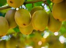 IDeA Agro and Agrintesa partner for production of SunGold yellow kiwi - Vimarsana News