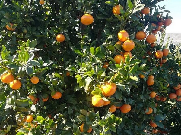 Importer reports strong first year of shipping Moroccan citrus