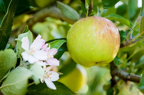 2020 was a solid year for the SA fruit industry despite the many challenges - Vimarsana News