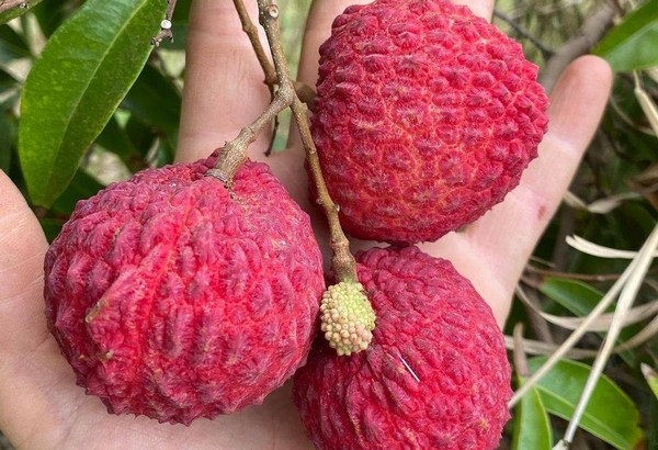 Growth Of Australian Lychee Industry On Track Despite Weather Challenges