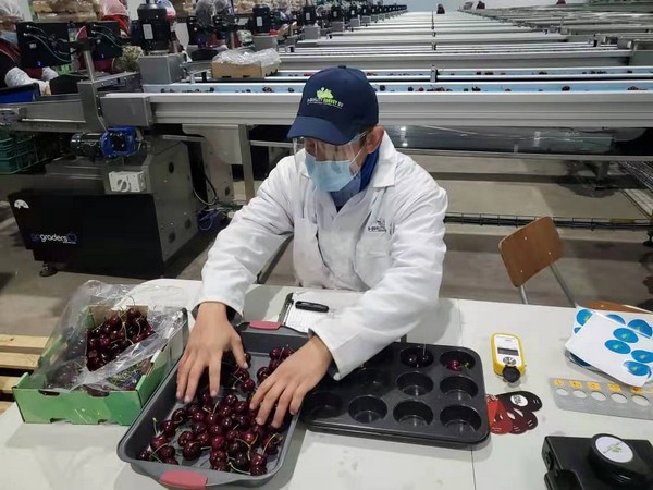 "After a few cold days in the cherry market, sales have now started moving" - Vimarsana News