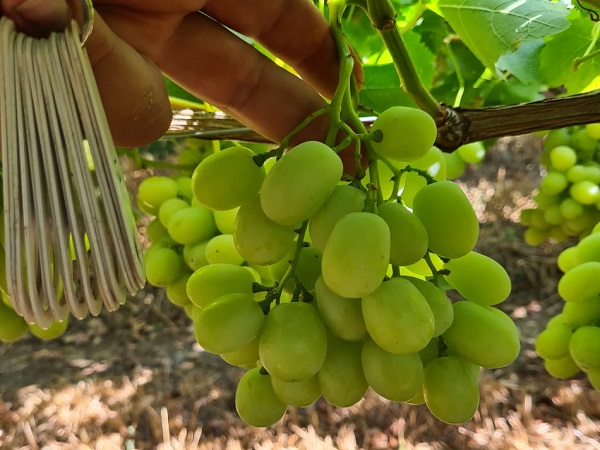 Next two weeks very important on EU/UK grape market after large arrivals - Vimarsana News