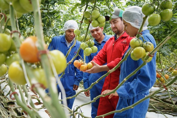Organic greenhouse tomatoes see increased demand across varieties - Vimarsana News