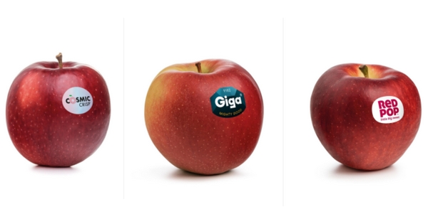 RedPop®, Cosmic Crisp®, Giga®: Three new apples in the South Tyrolean apple sector - Vimarsana News