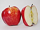 New Zealand: Small operators step up to process Nelson's damaged apple crop - Vimarsana News