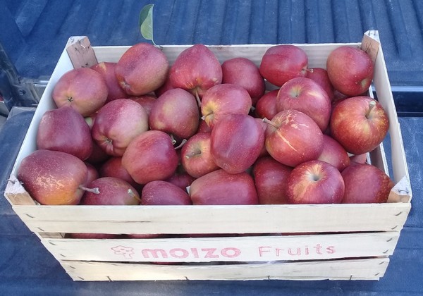 The new Yvyrá apple continues to surprise due to its low demand for winter cold - Vimarsana News