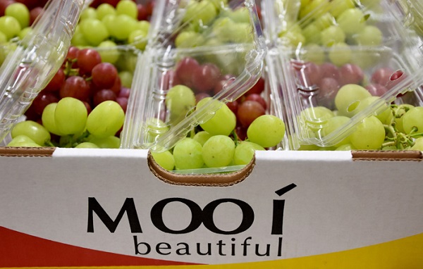 Chinese market has South African grape growers on the edge of their seats - Vimarsana News