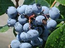 Port logistics challenge blueberry availability - Vimarsana News