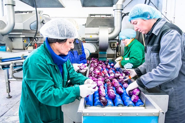 Polish processing company develops onions, Brussels sprouts, and pickled cocktail onion puree - Vimarsana News