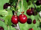 British Columbia growers worry—again—about labor for upcoming season - Vimarsana News