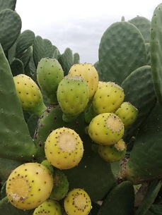 Connoisseurs Aim To Raise The Game On Cactus Pears