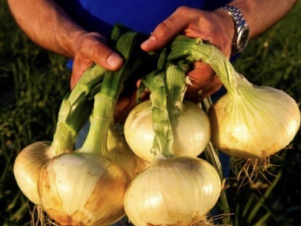 vidalia onion tor
