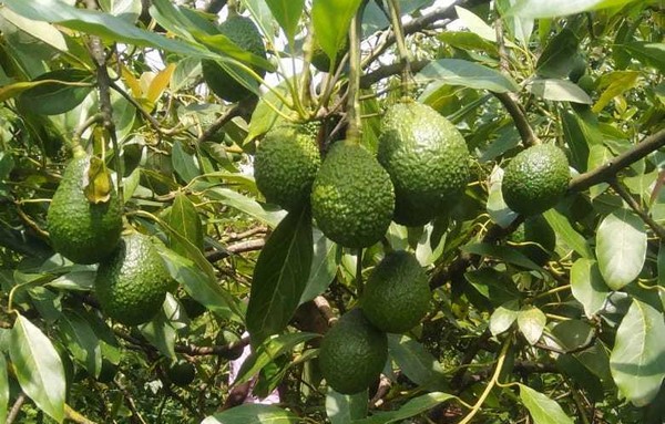 We are sending Hass and Fuerte avocados from both Kenya and Tanzania to  Europe"