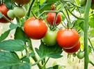 Tomato Week covers e-commerce trends, COVID-19 and more - Vimarsana News