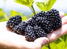 Arkansas Agricultural Experiment Station releases new Primocane-Fruiting Blackberry - Vimarsana News