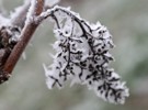 Uzbekistan Ministry of Agriculture assesses crop losses after severe cold spell - Vimarsana News