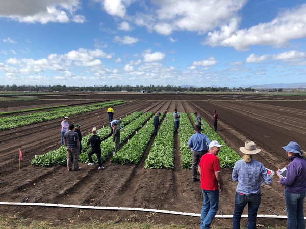 Full steam ahead for iceberg lettuce and other export vegetables research