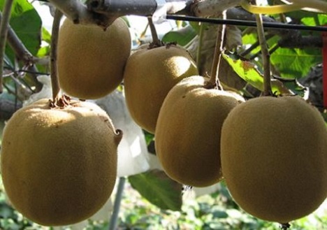 Citral, a promising natural preservative for postharvest quality extension in kiwifruit - Vimarsana News