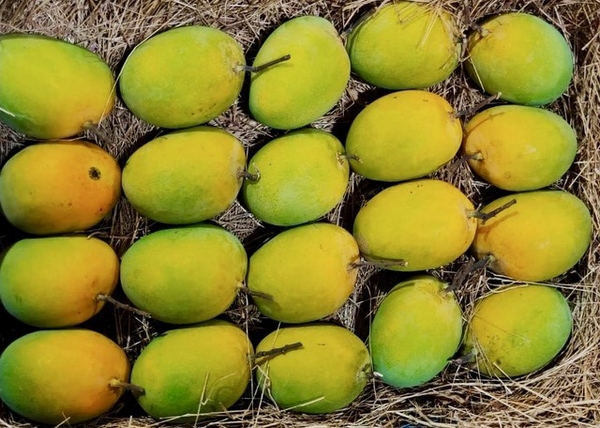 sac mango 2017