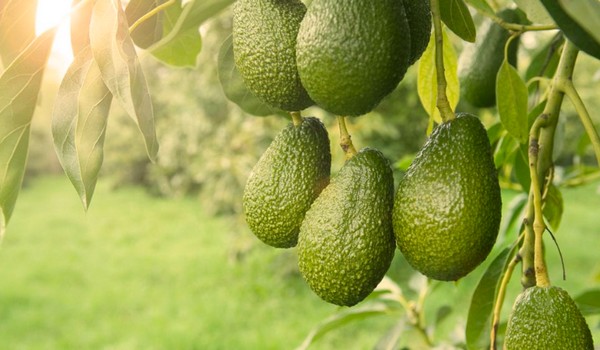 Early Indications Show A Good Volume Of Good Sized Avocados On Healthy Trees