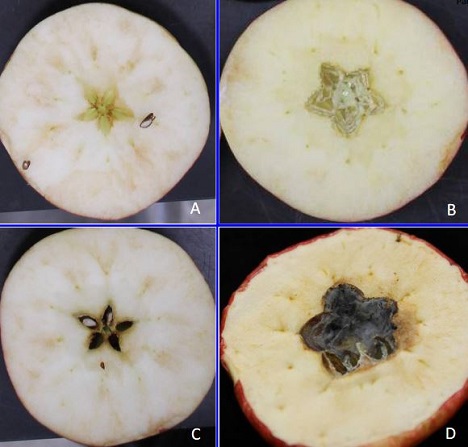 Moldy Core In Sweet Tango Apples From New Zealand