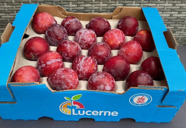 African Delight and Ruby Star plums +15% brix - Vimarsana News