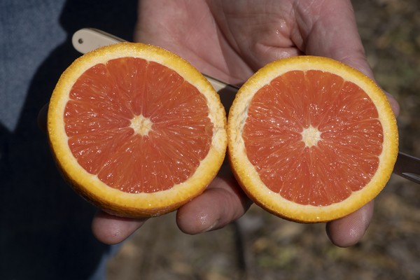 New pigmented orange varieties allow for year-round red orange promotions - Vimarsana News
