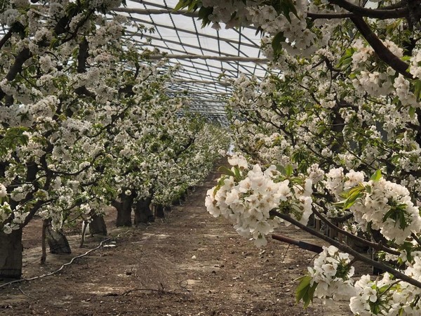 Greenhouse grown cherries give Washington grower a head start - Vimarsana News