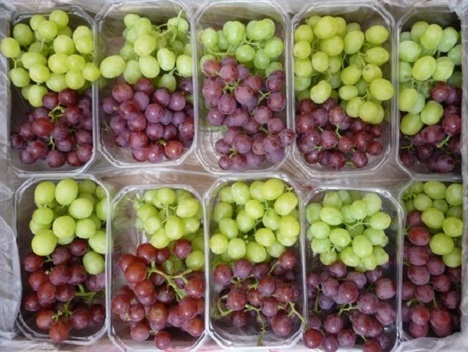 It's official: South Africa's grape crop breaks previous record - Vimarsana News