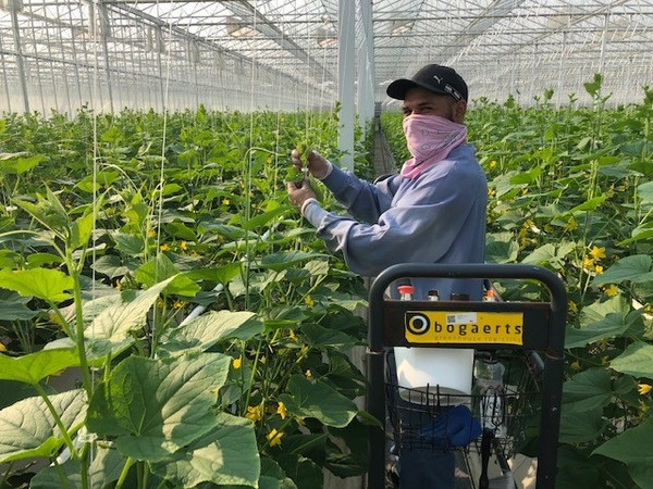 Shortage of snacking tomatoes and abundance of round tomatoes in North America - Vimarsana News