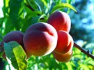Peaches doing okay, despite frost - Vimarsana News