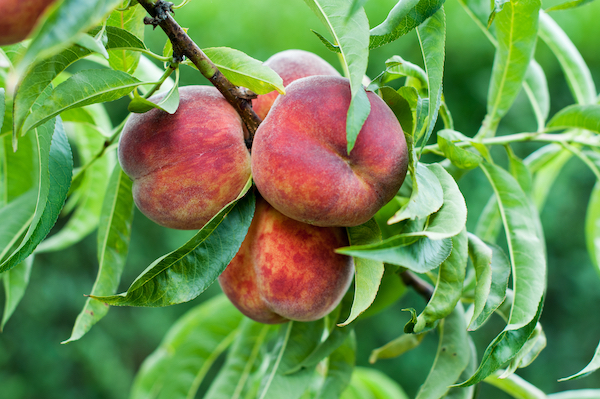 Organics company announces addition of organic Amber Crest Peaches this season - Vimarsana News