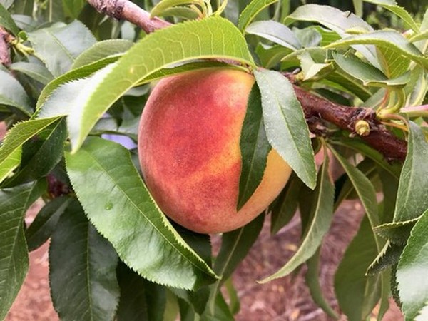 More Georgia peaches could be on the way this season