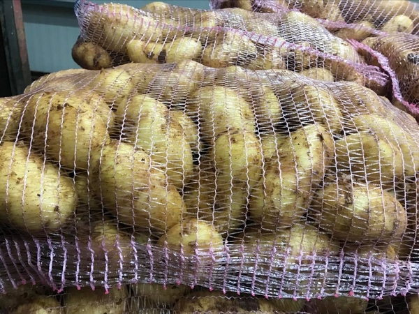 “Greek potatoes spring season starting”