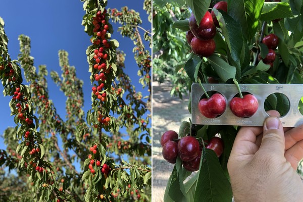 First California cherries harvested this week - Vimarsana News