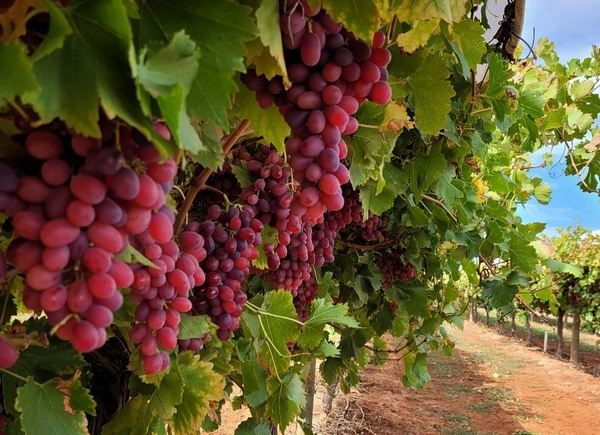 Favourable weather leads to increased volumes and quality for a NSW table grape grower - Vimarsana News