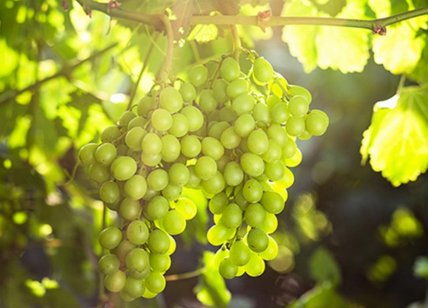 New Obregon location shows signs of strong grape season - Vimarsana News