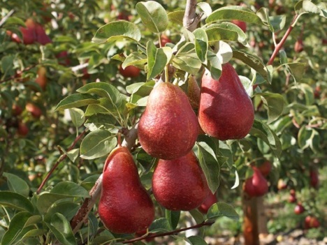 Cape Fire™ pears maintain their unique selling point in a difficult colour year - Vimarsana News