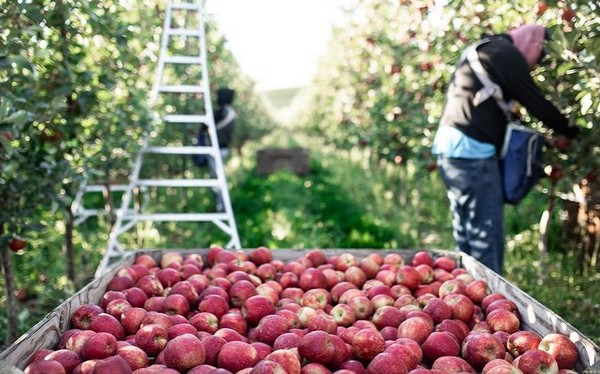 Apple exports humming along despite unique commodity challenges - Vimarsana News