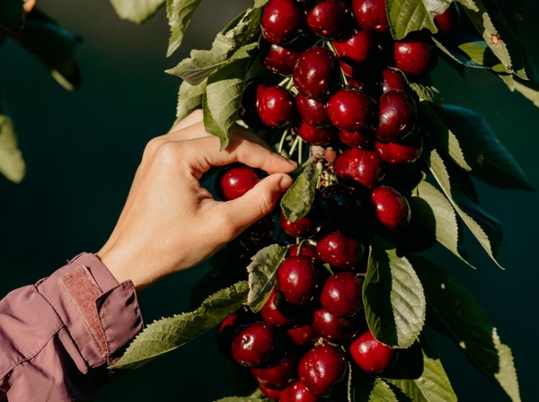 European Picota cherry farmers predict excellent season - Vimarsana News