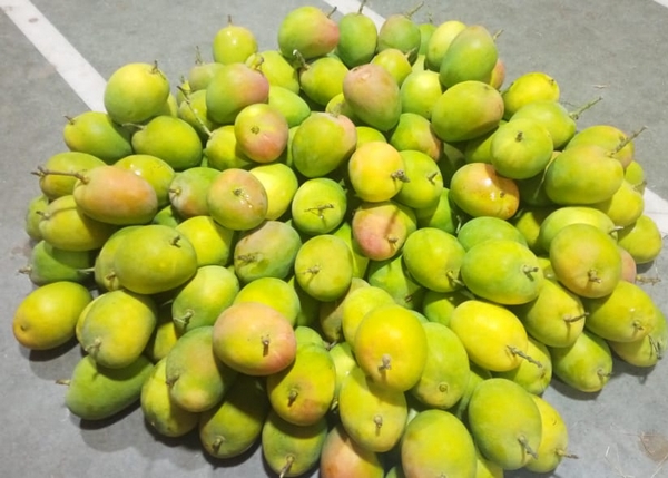 "We are facing some problems with shipping out mangoes to the United States" - Vimarsana News
