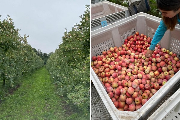 Organic apple importer differentiates by importing as well as growing in-country - Vimarsana News